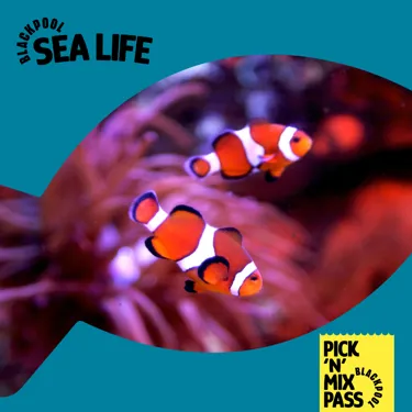 SEA LIFE Carousel
